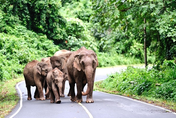 Thailand Day Tours